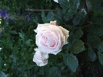 Perle d'Amour